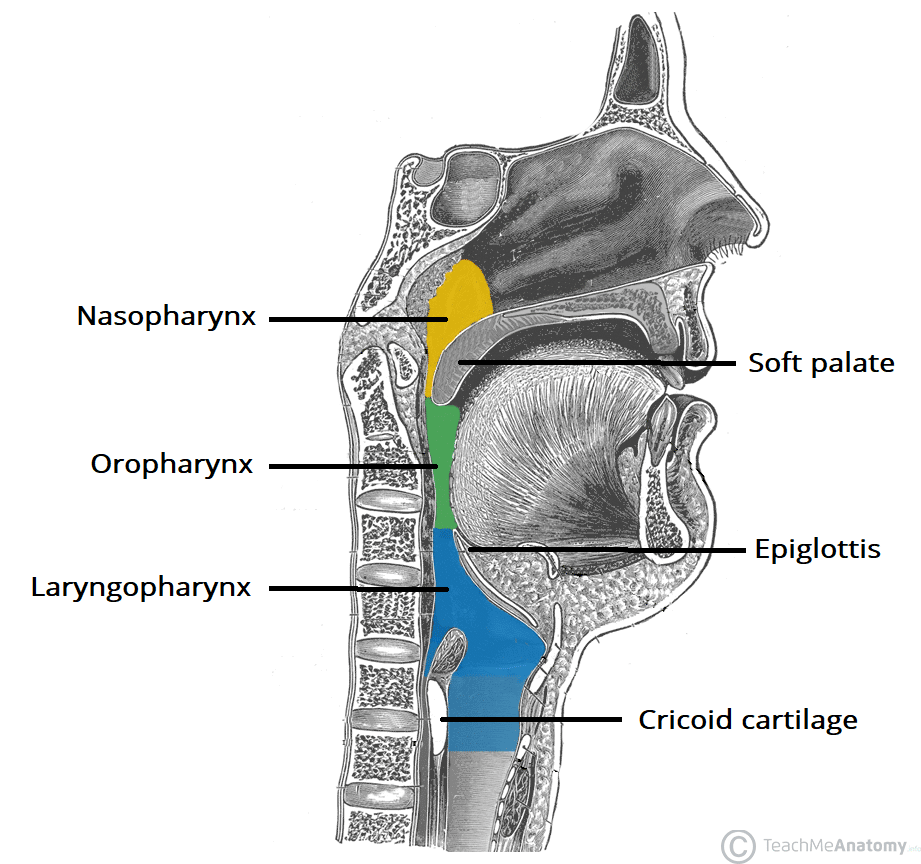 PHARYNX